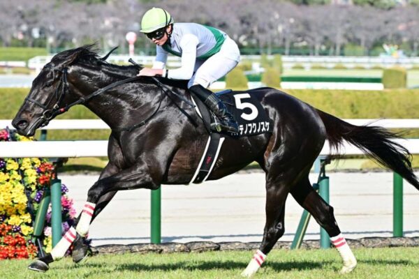 函館記念2025データ分析！大穴はこの馬じゃい！