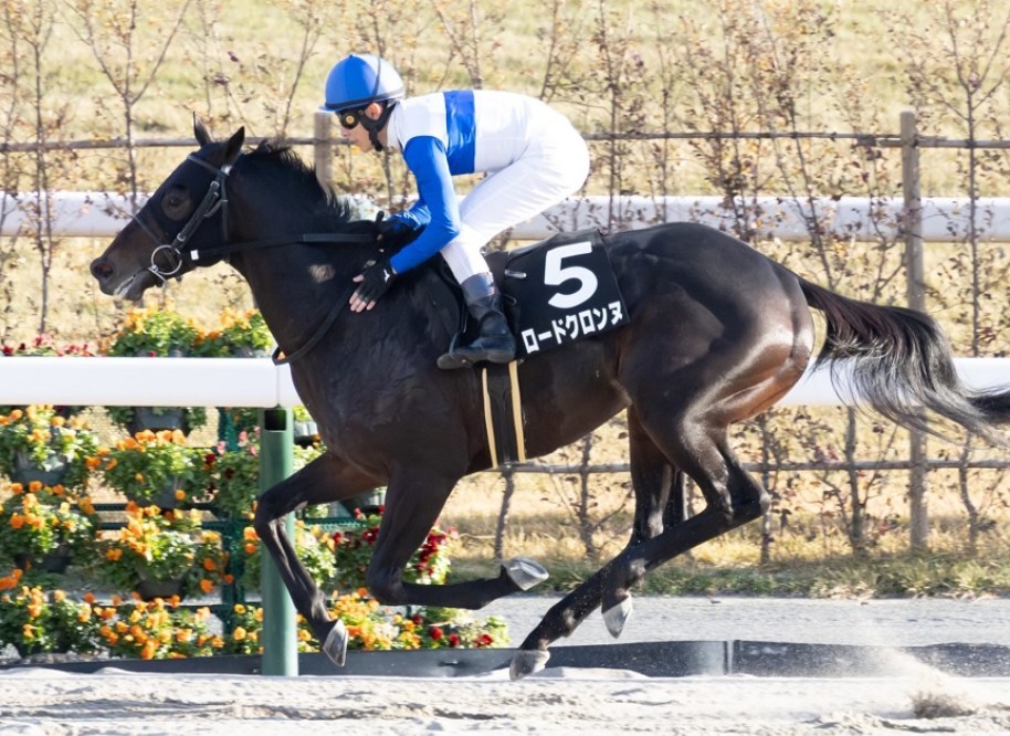 エルムS2025データ分析！大穴はこの馬じゃい！