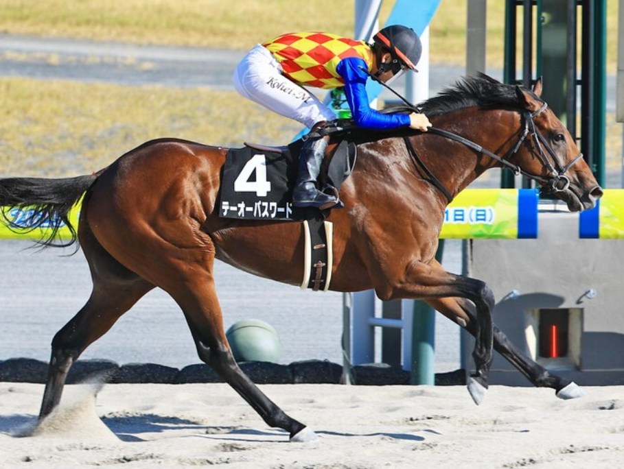 シリウスS2025データ分析！大穴はこの馬じゃい！