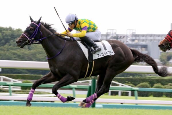サウジアラビアRC2025予想！大穴マーゴットブローを狙う。