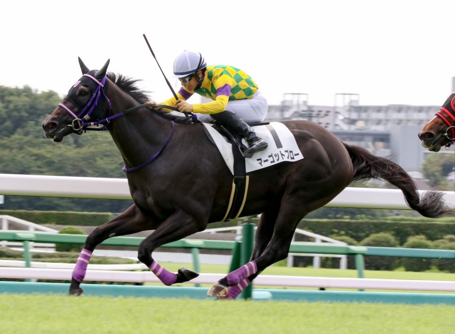 サウジアラビアRC2025予想!大穴マーゴットブローを狙う。