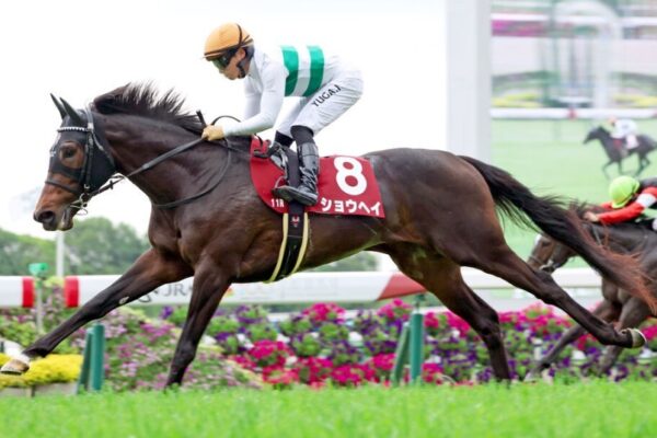 菊花賞2025調教チェック！特Ａ評価・調教爆穴はこの馬だ！