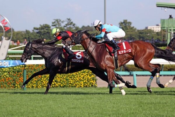 福島記念2025データ分析！大穴はこの馬じゃー！