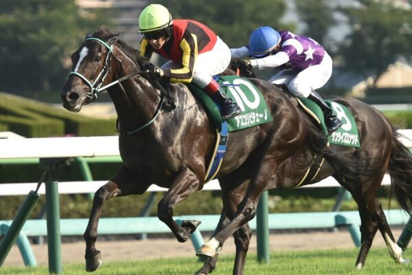 マイルチャンピオンシップ2025調教チェック！特A評価はこの馬だ！