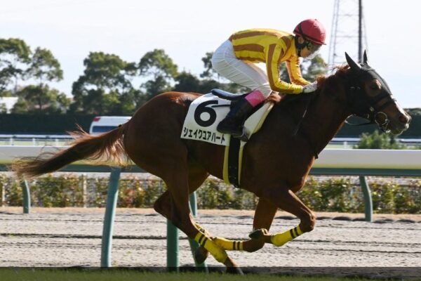 中日新聞杯2025予想！大穴狙いで行くぜ～！