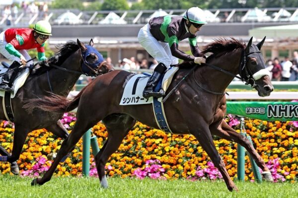 中日新聞杯2025データ分析！土曜は雨？重馬場適正は？