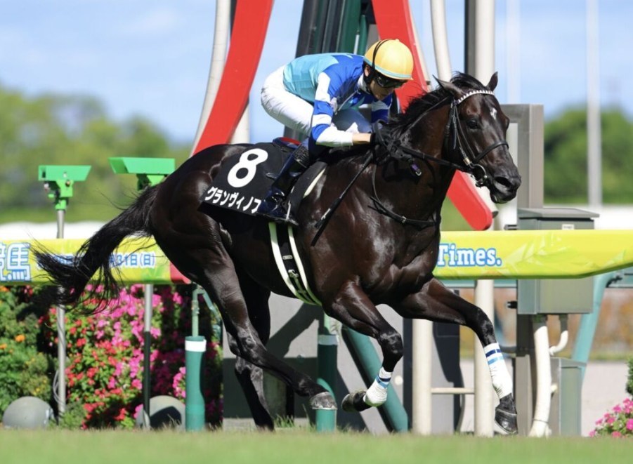 鳴尾記念2025データ分析！大穴はこの馬じゃー！