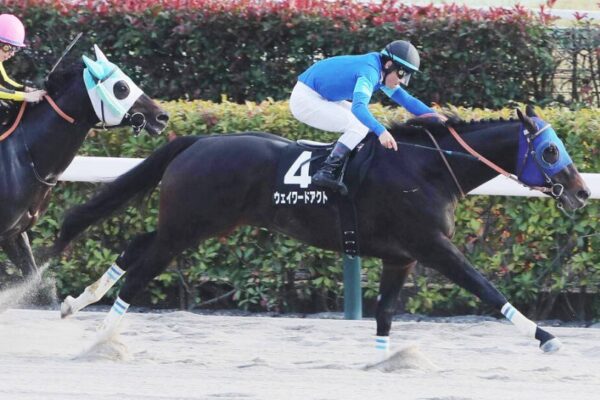 根岸S2026データ分析！大穴はこの馬じゃー！