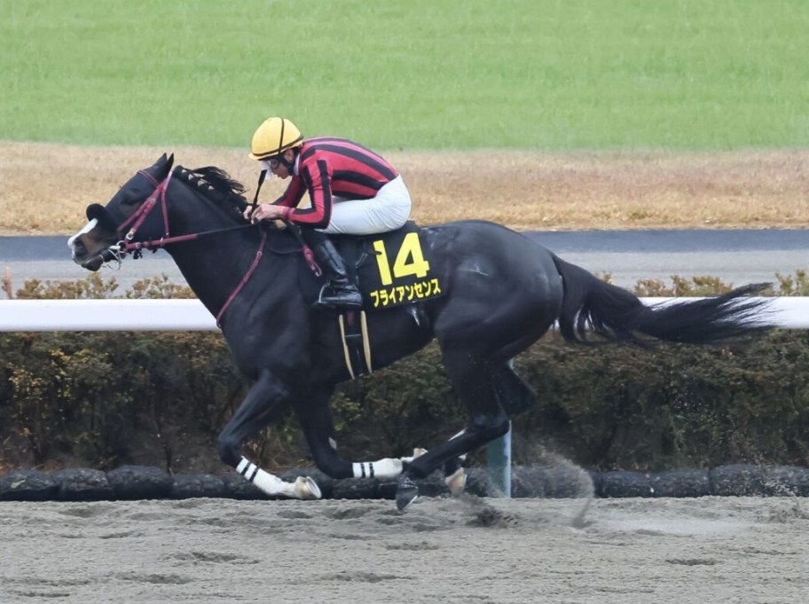 プロキオンS2026データ分析！大穴はこの馬じゃー！