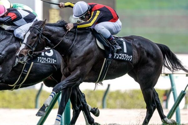 中山金杯2026データ分析！大穴はこの馬じゃー！