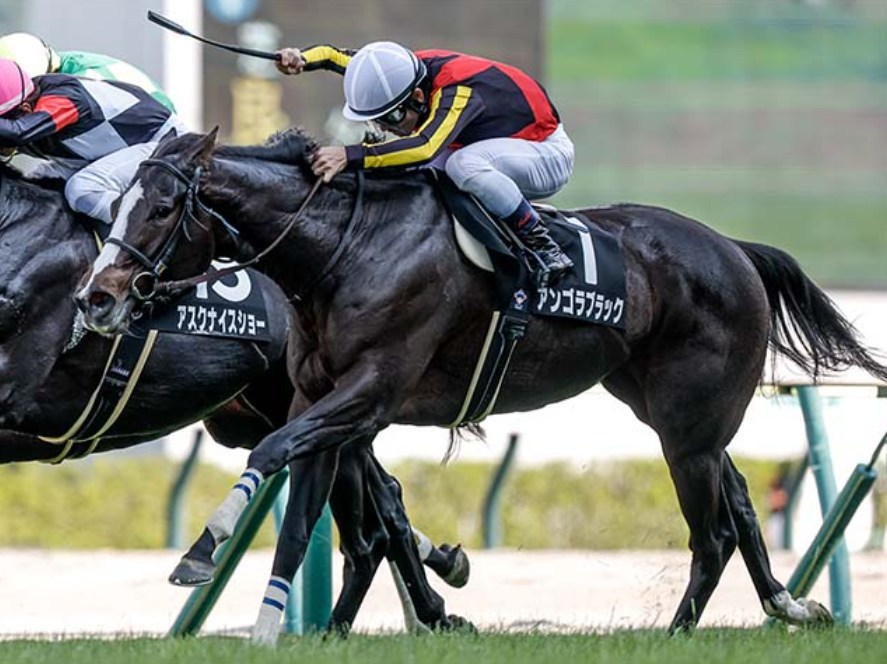 中山金杯2026データ分析！大穴はこの馬じゃー！