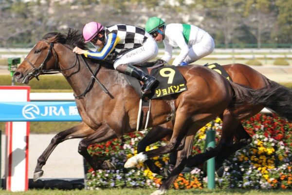 AJCC2026予想！大穴狙いで逝くぜぇ！