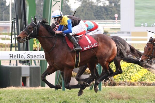 京都記念2026予想！大穴狙いで逝くぜぇ！