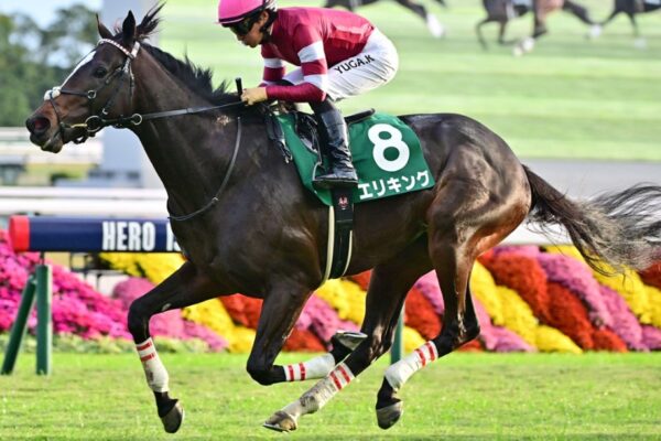 京都記念2026データ分析！大穴狙いで逝くぜぇ！