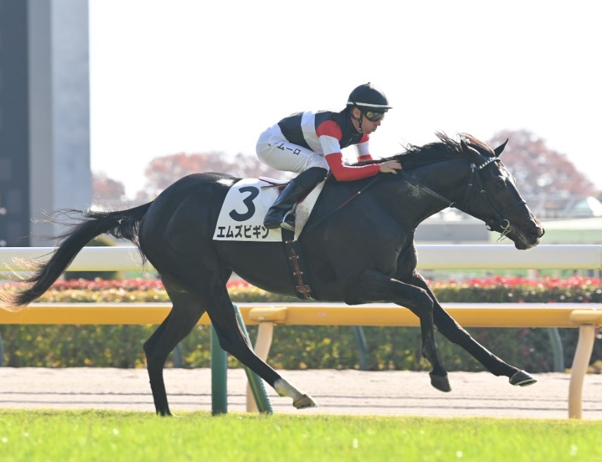 きさらぎ賞2026データ分析！大穴はこの馬じゃー！