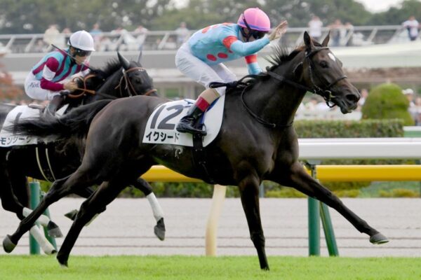 フラワーカップ2026データ分析！大穴はこの馬じゃー！