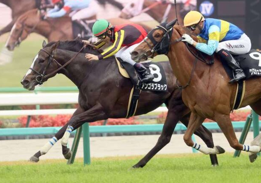 中山牝馬S2026データ分析！大穴狙いで逝くぜぇ！