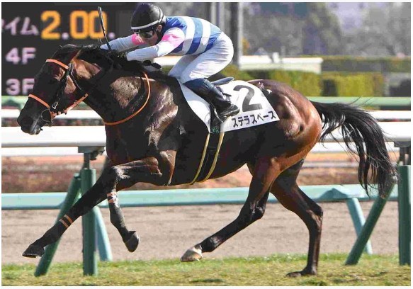 弥生賞2026予想！ステラスペースから絞って勝負！