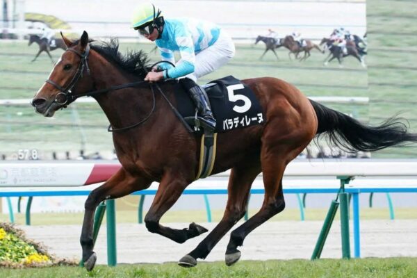 福島牝馬Ｓ2026データ分析！大穴はこの馬じゃー！