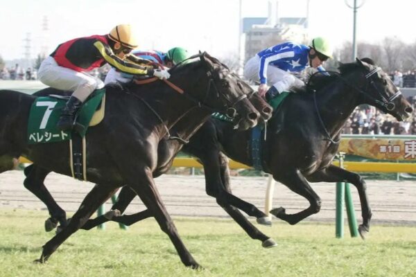 京都新聞杯2026予想！大穴狙いで逝くぜぇ！