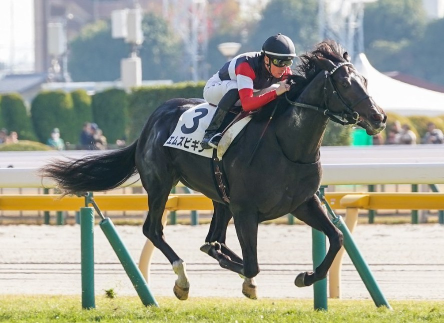 京都新聞杯2026データ分析！大穴はこの馬じゃー！