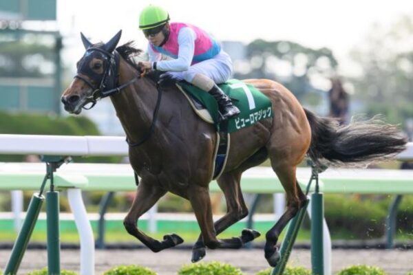 アイビスサマーダッシュ2026データ分析！大穴はこの馬じゃー！