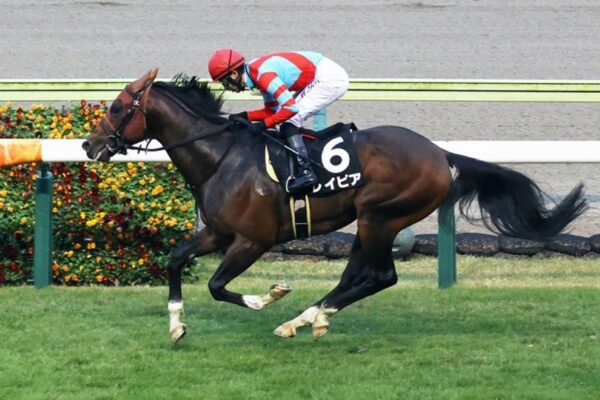 CBC賞2026データ分析！大穴はこの馬じゃー！