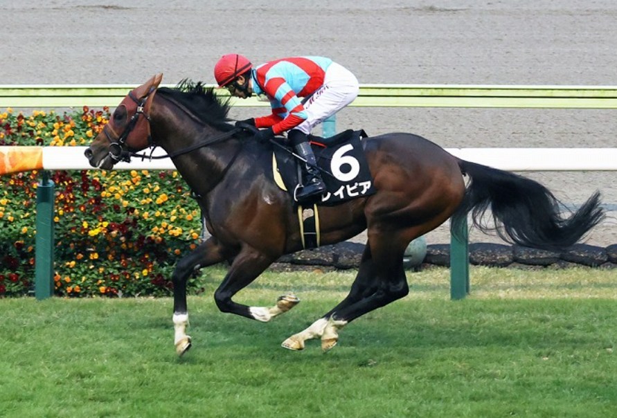 CBC賞2026データ分析！大穴はこの馬じゃー！