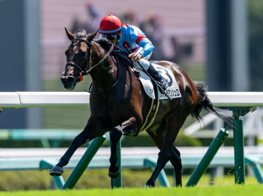 京成杯オータムハンデ2026データ分析！大穴はこの馬じゃー！