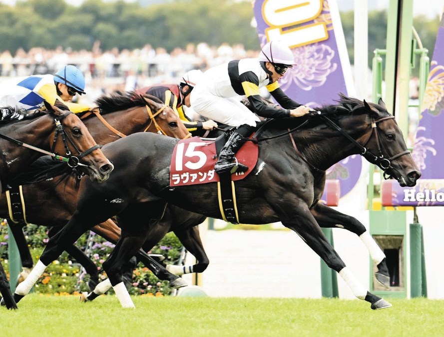 アイルランドT2026予想！大穴狙いで行くぜぇ！